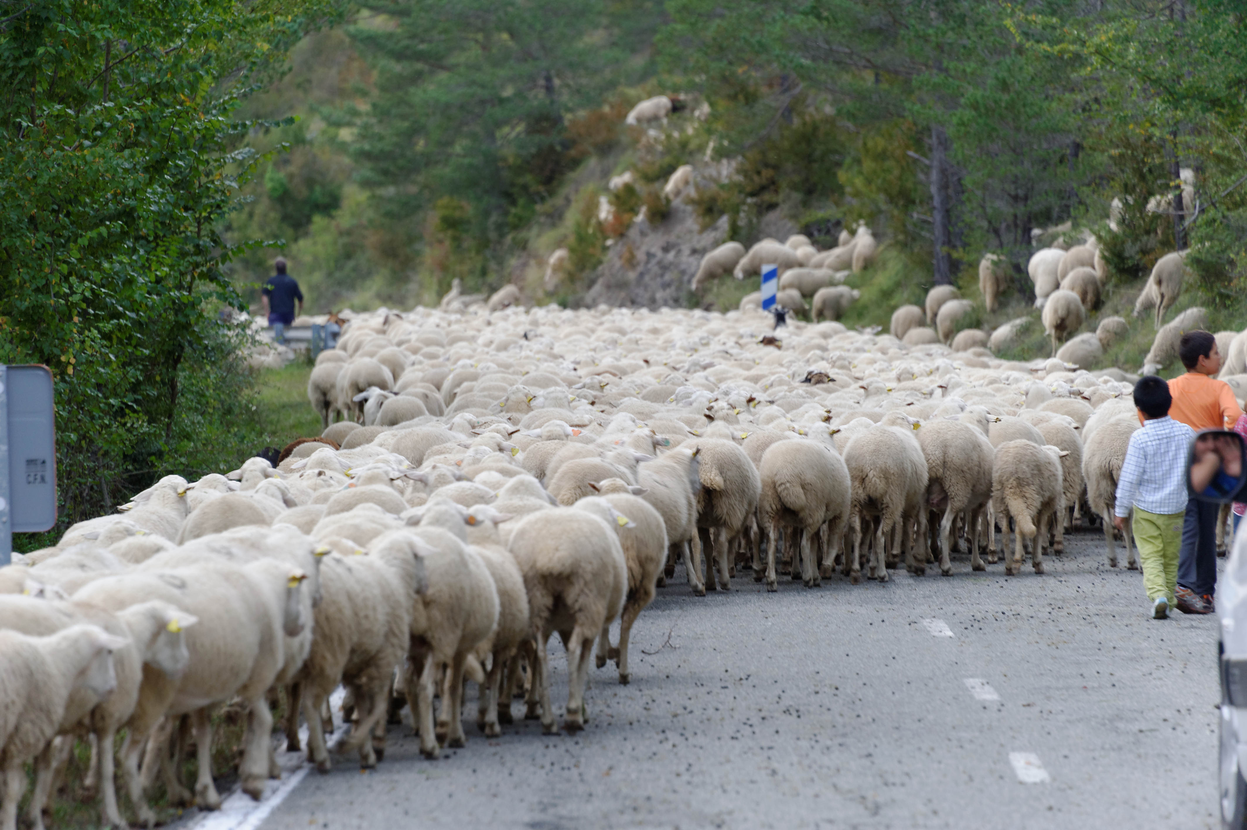 3874_milliers de moutons vers Roncal (Aragon)