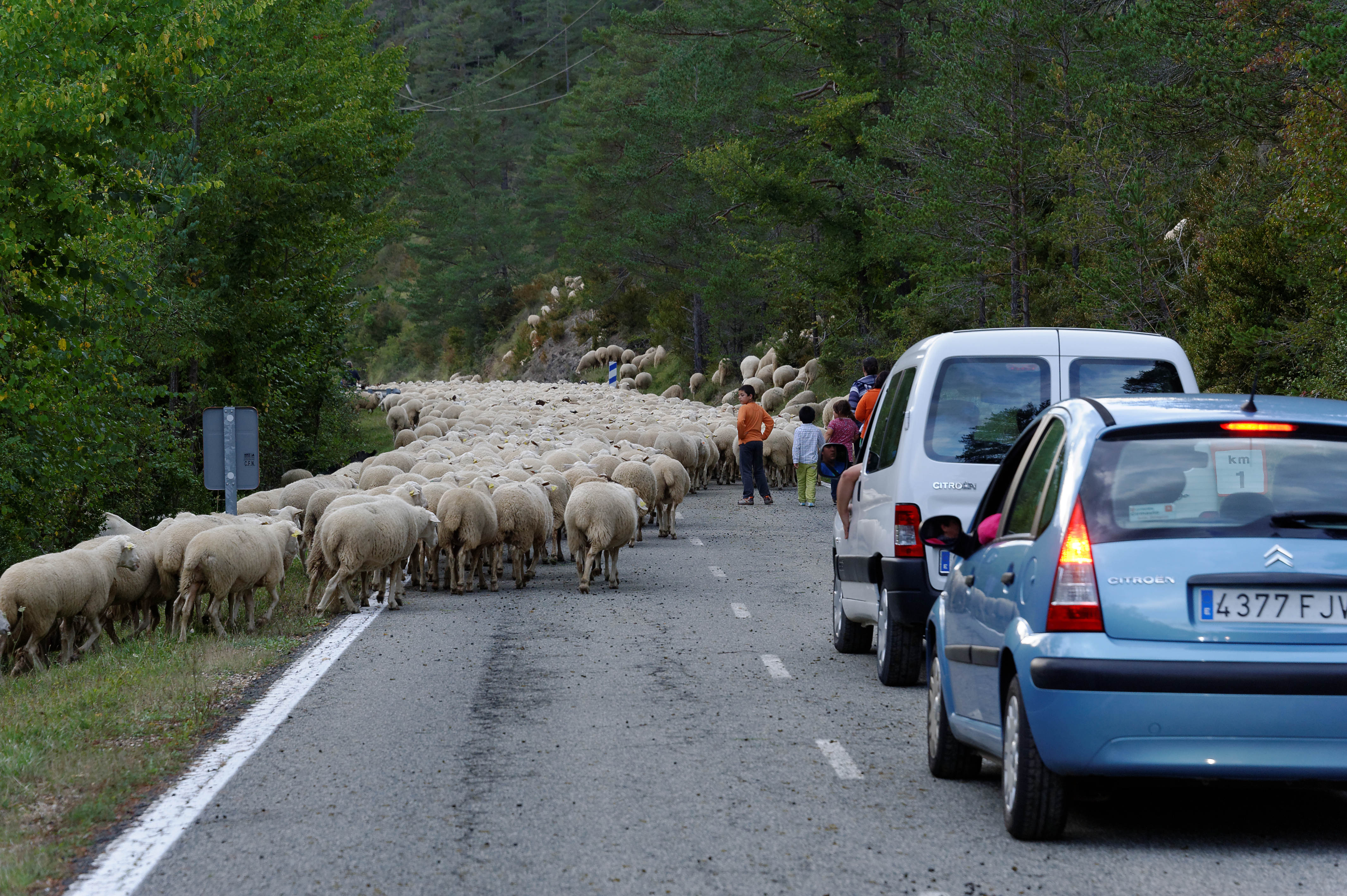 3876_milliers de moutons vers Roncal (Aragon)