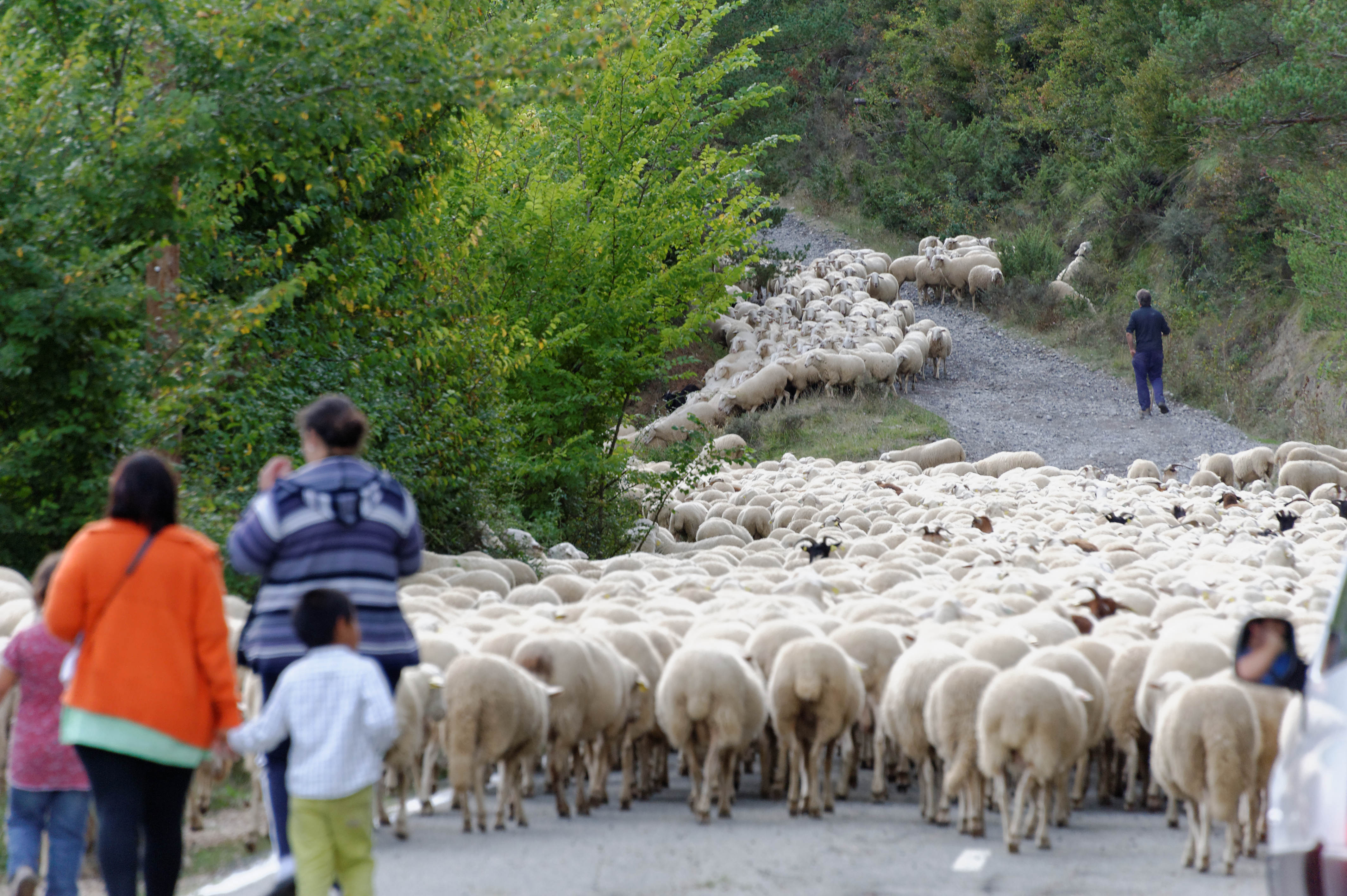3880_milliers de moutons vers Roncal (Aragon)