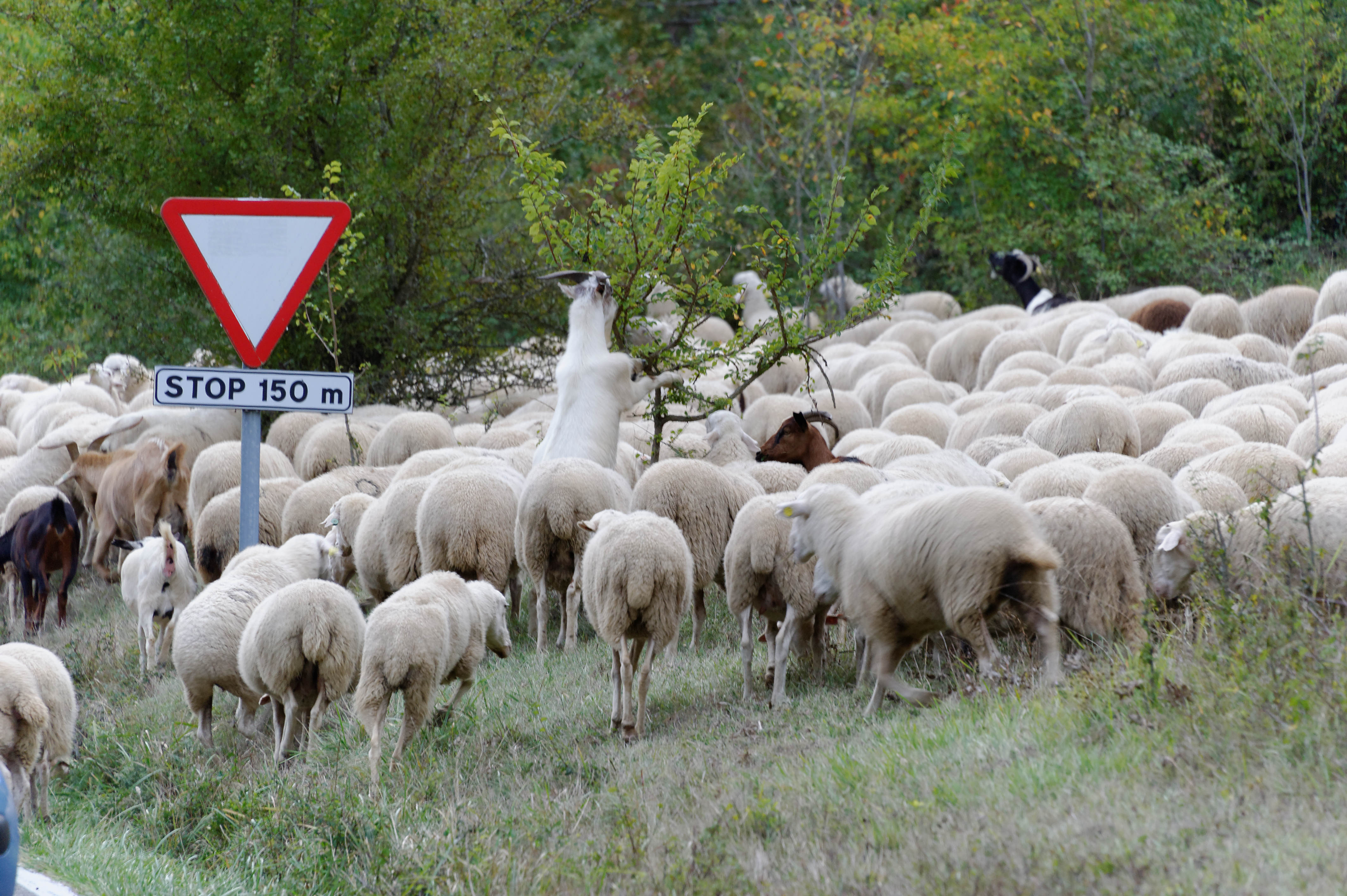 3882_milliers de moutons vers Roncal (Aragon)