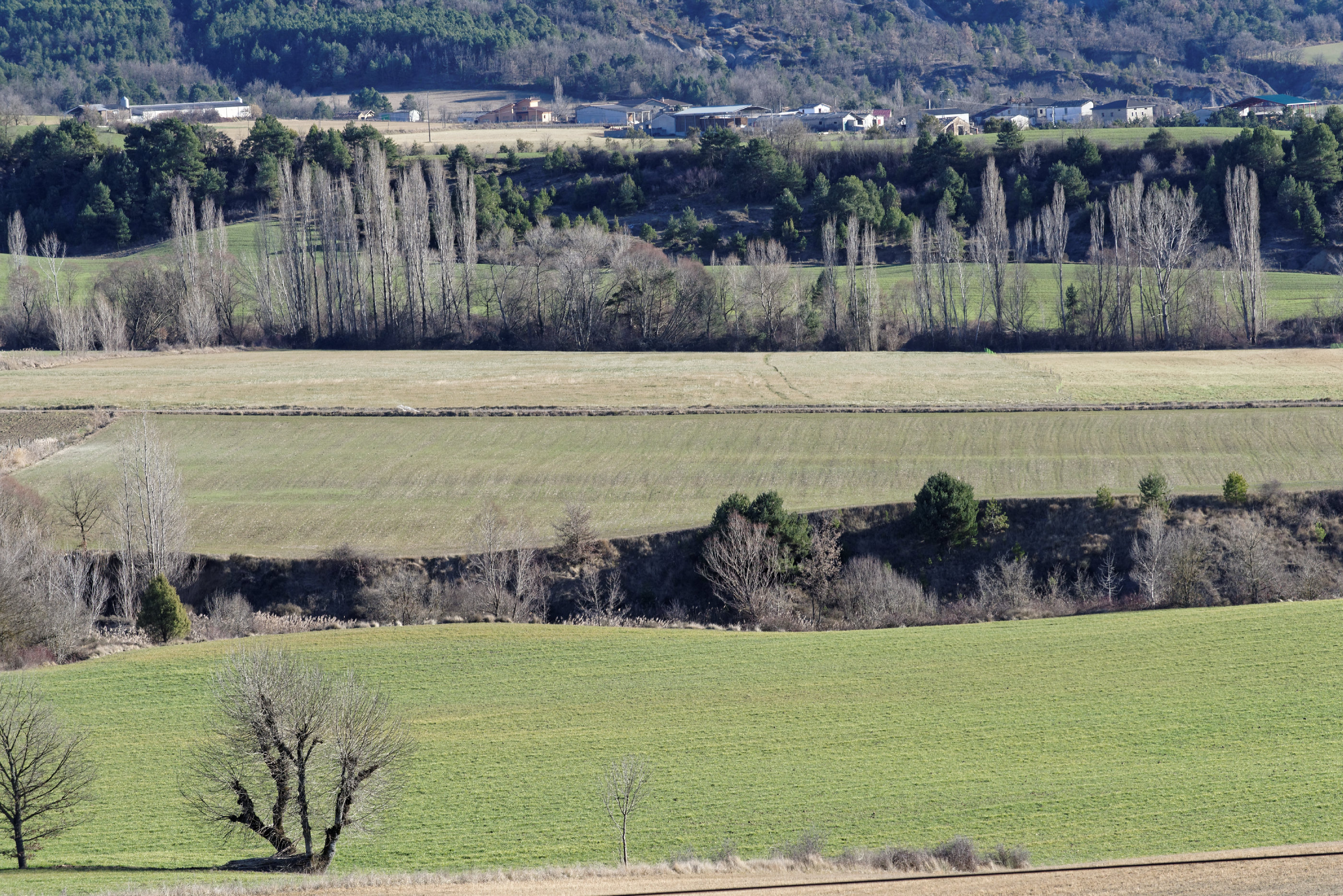 150125-Alueza (Sobrarbe-La Fueva) (15)