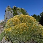 160628-Tella (La montagne dorée) (Sobrarbe-Aragon) (148)
