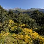 160628-Tella (La montagne dorée) (Sobrarbe-Aragon) (153)