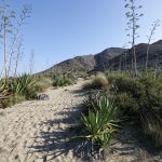 220102-(160) Marche de Playa de Genoveses à playa de Monsul (Cabo de Gata - Andalousie)
